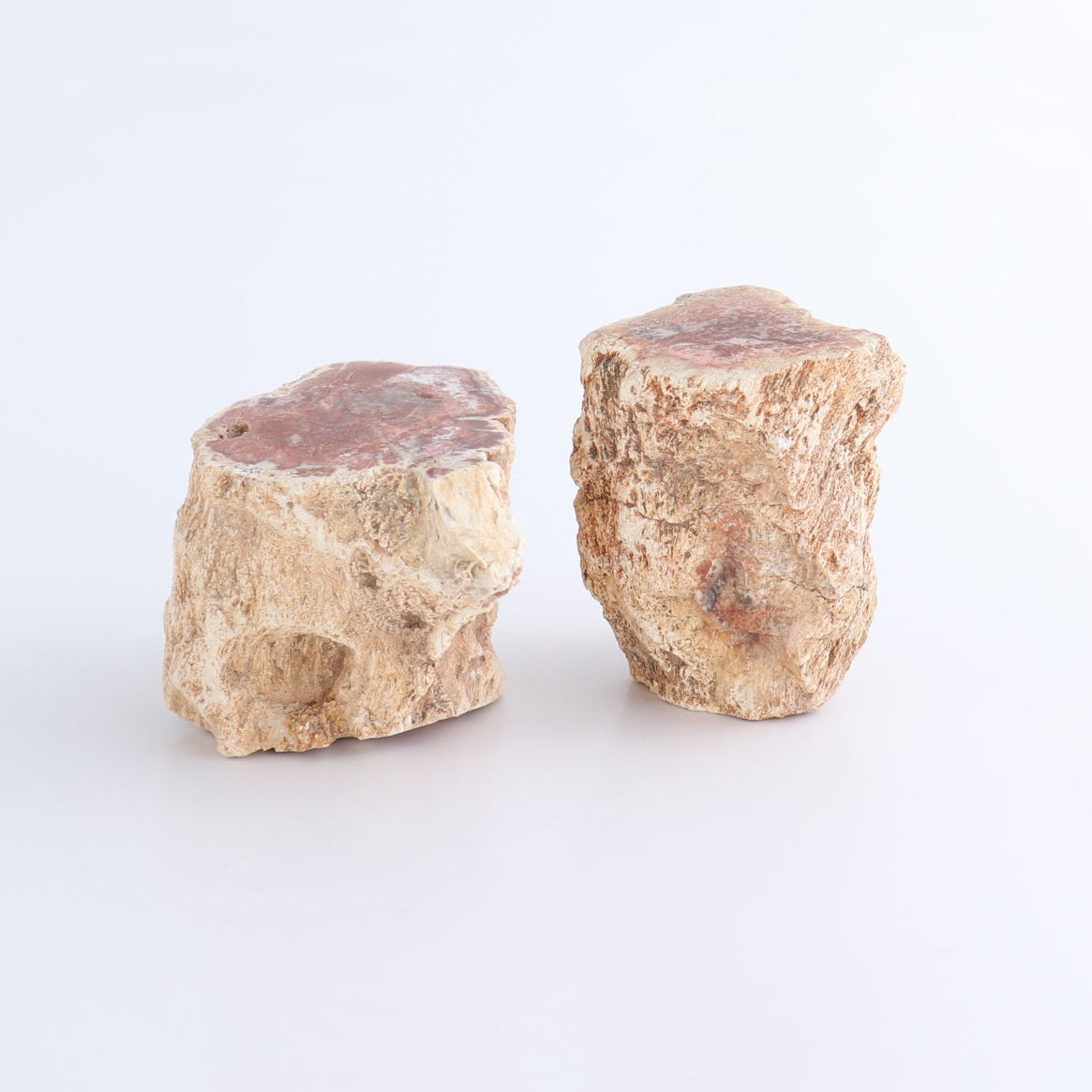 Petrified Wood Cut Bases Set of 8