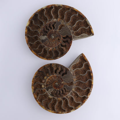 Ammonite Pair - Expert Wholesale and Supplier of Wholesale Crystals & Bulk Gemstones, ["Ammonite","Madagascar","shells"]