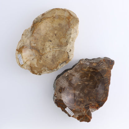 One Small Petrified Wood Brown Rough Bowl