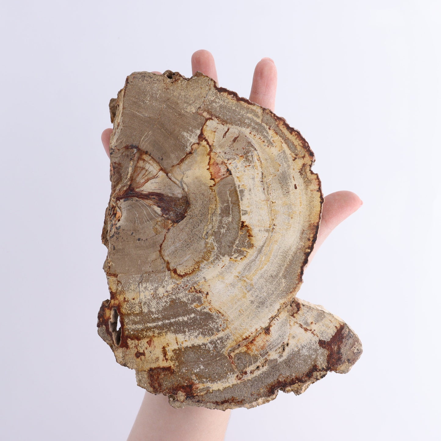 Petrified Wood Slices & Slabs Set of 3 - Expert Wholesale and Supplier of Wholesale Crystals & Bulk Gemstones, ["Freeforms","Indonesia","Petrified Wood","Slices and Slabs"]