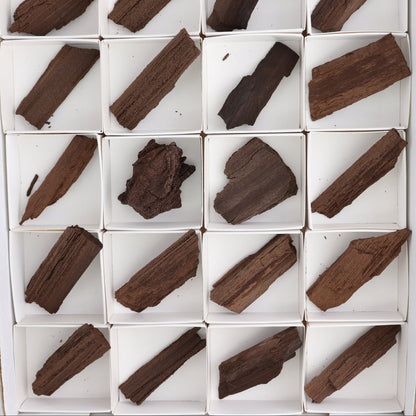 Permineralized Wood Flat of 24