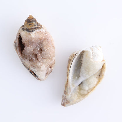 Crystalized Shells Set of 4
