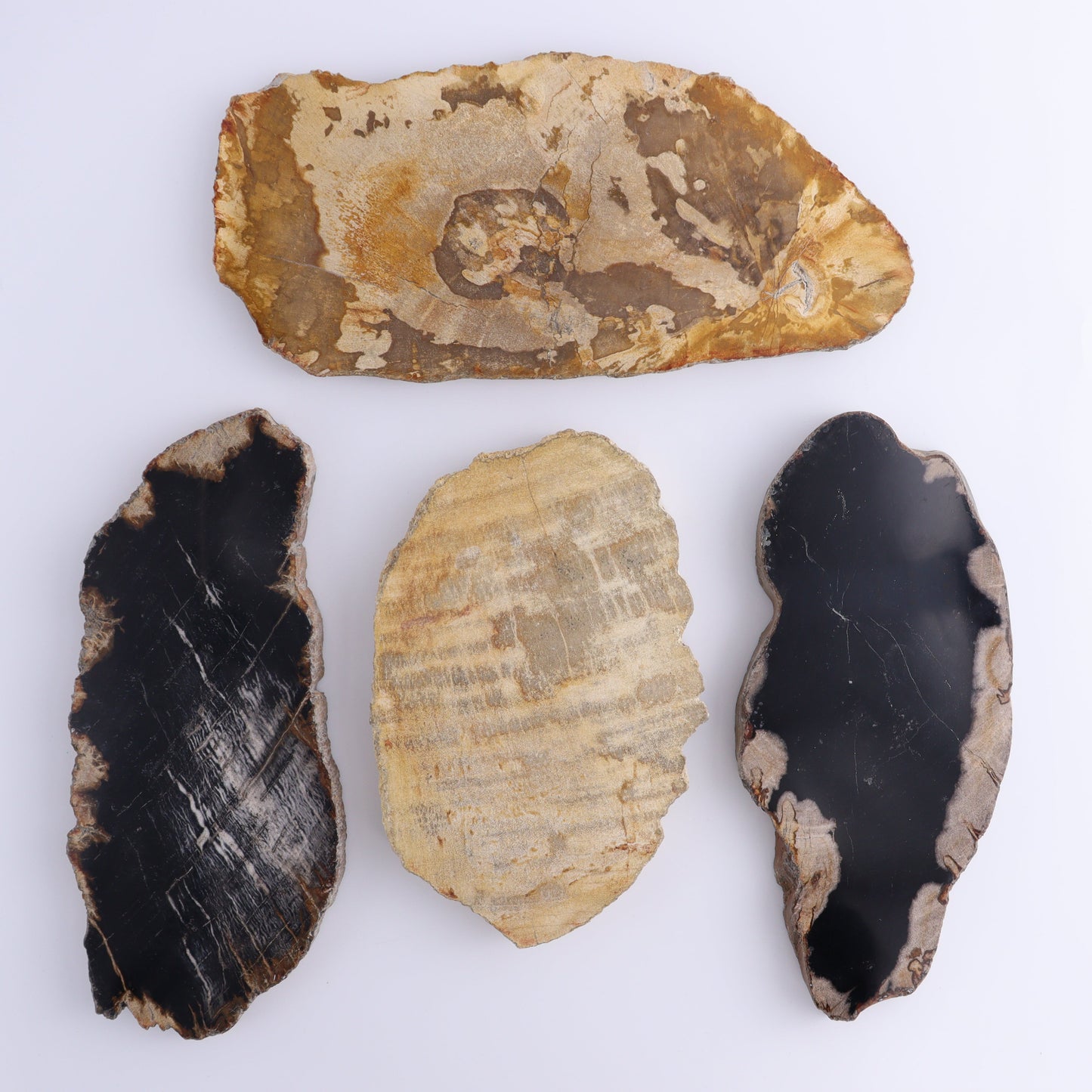 Petrified Wood Slices & Slabs Set of 4 - Expert Wholesale and Supplier of Wholesale Crystals & Bulk Gemstones, ["Freeforms","Indonesia","Petrified Wood","Slices and Slabs"]