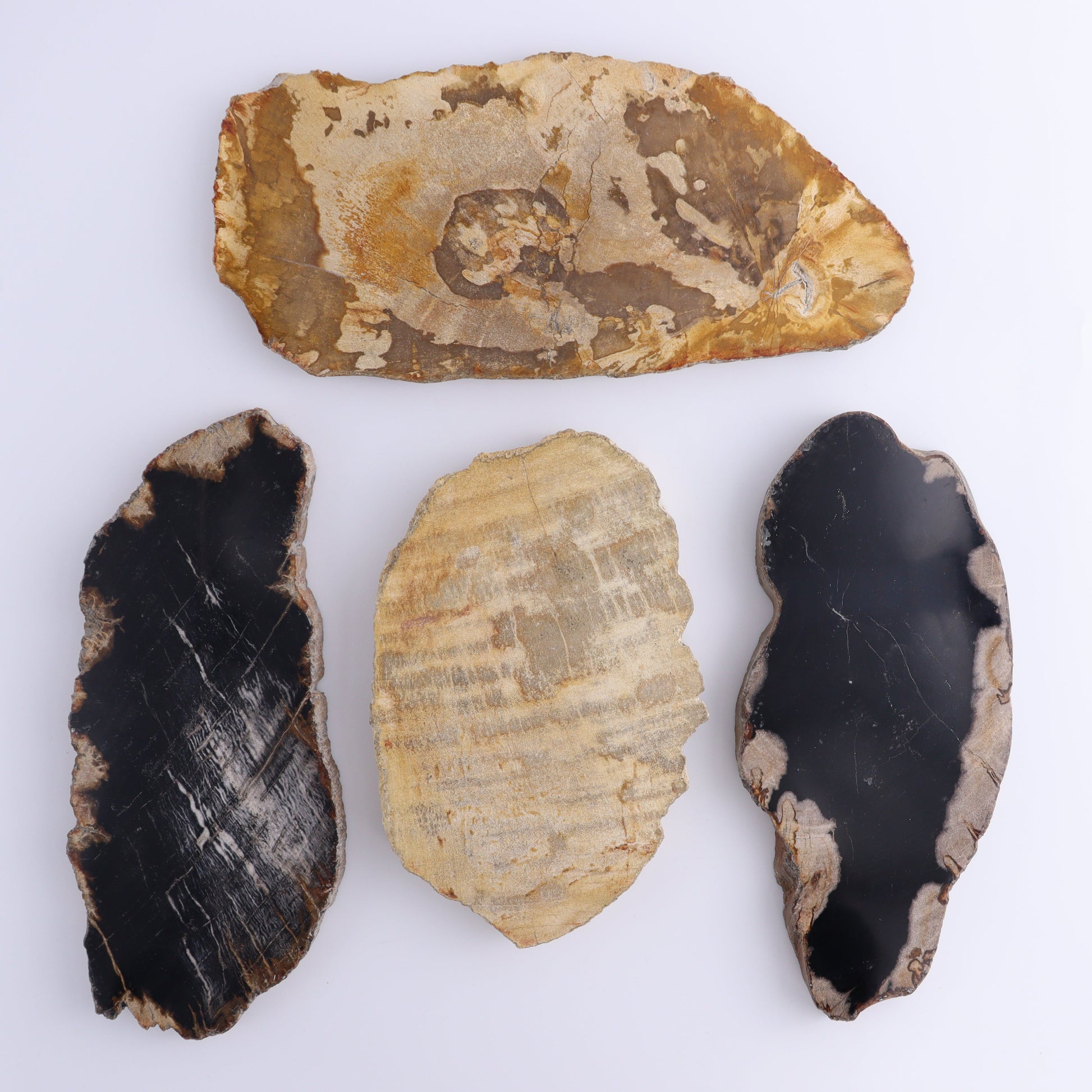 Petrified Wood Slices & Slabs Set of 4 - Expert Wholesale and Supplier of Wholesale Crystals & Bulk Gemstones, ["Freeforms","Indonesia","Petrified Wood","Slices and Slabs"]