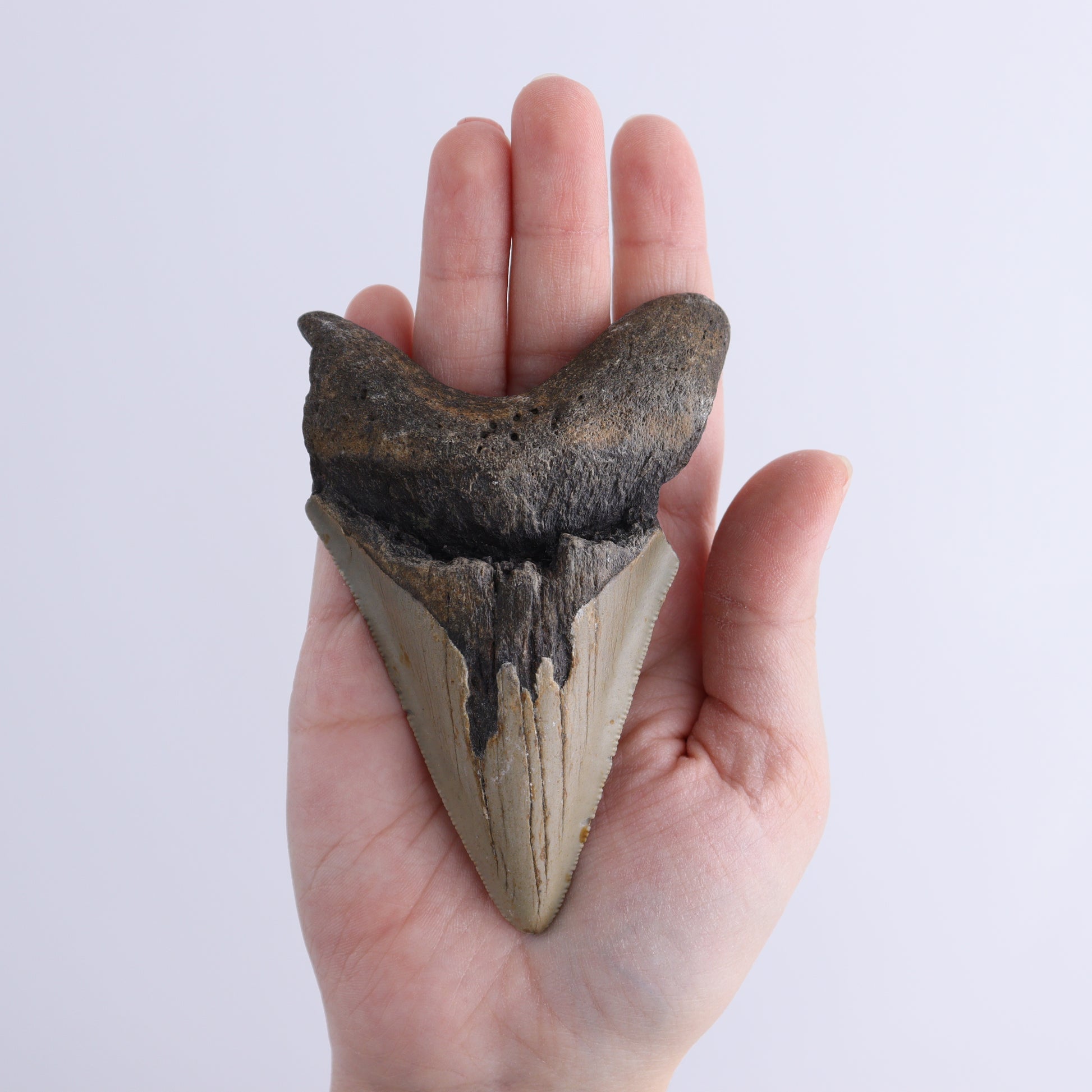 Megalodon Teeth Set of 3 - Expert Wholesale and Supplier of Wholesale Crystals & Bulk Gemstones, ["Megalodon Teeth","United States"]