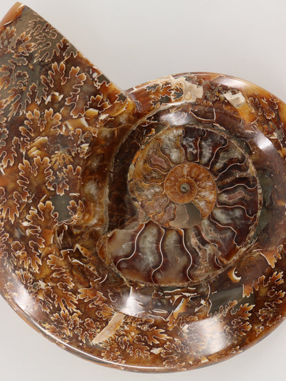 Ammonite Bowls Set of 2 - Expert Wholesale and Supplier of Wholesale Crystals & Bulk Gemstones, []