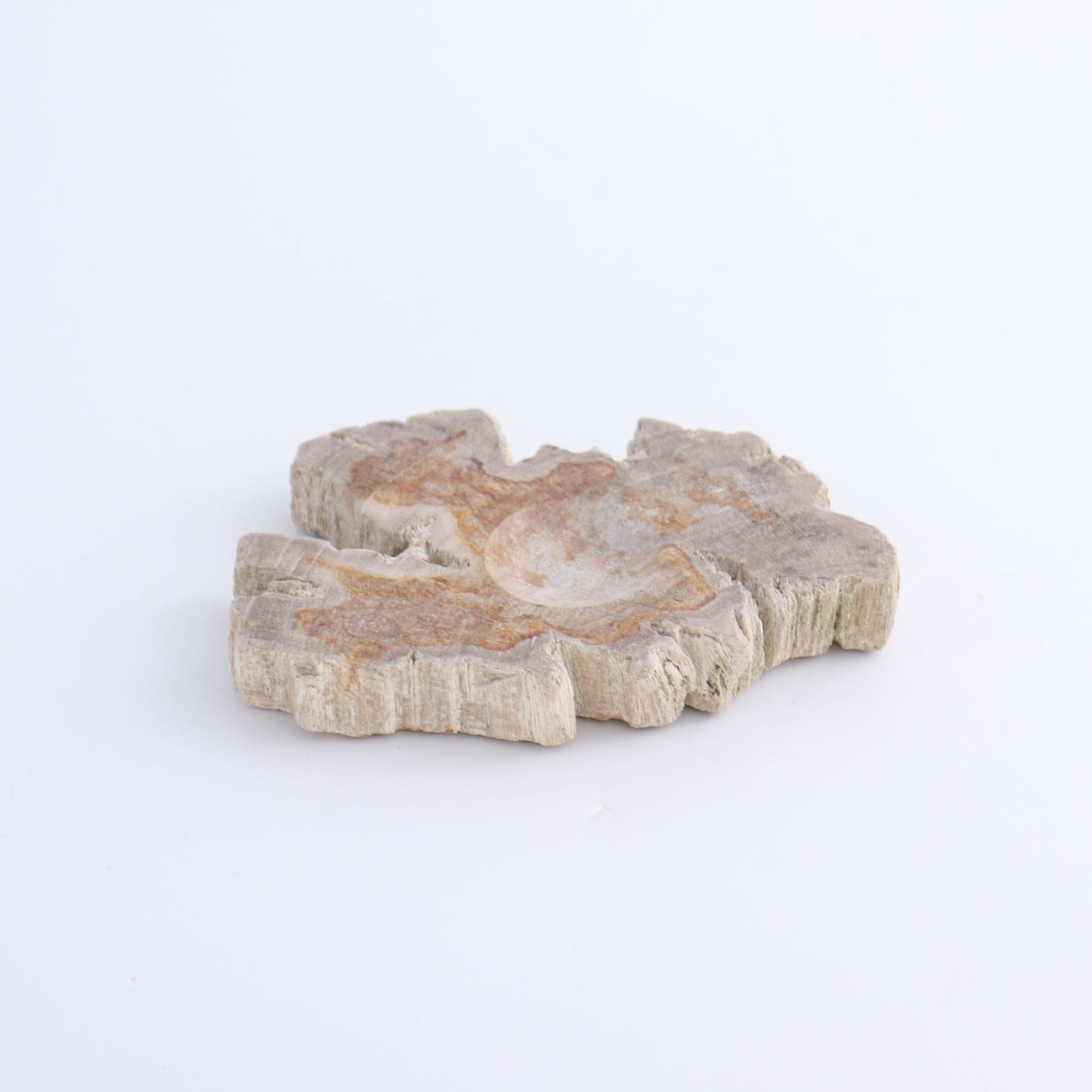 One Small Petrified Wood Sphere Holder