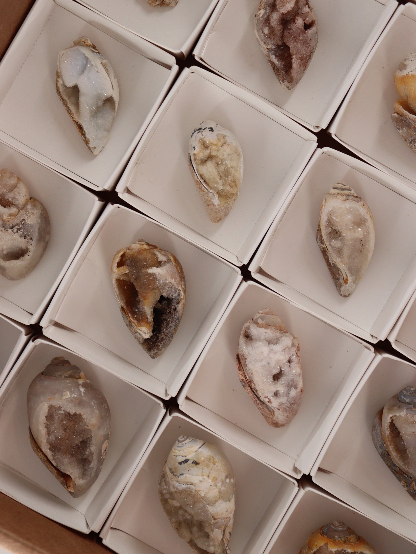 Fossil Shell Flat Set of 20 - Expert Wholesale and Supplier of Wholesale Crystals & Bulk Gemstones, []