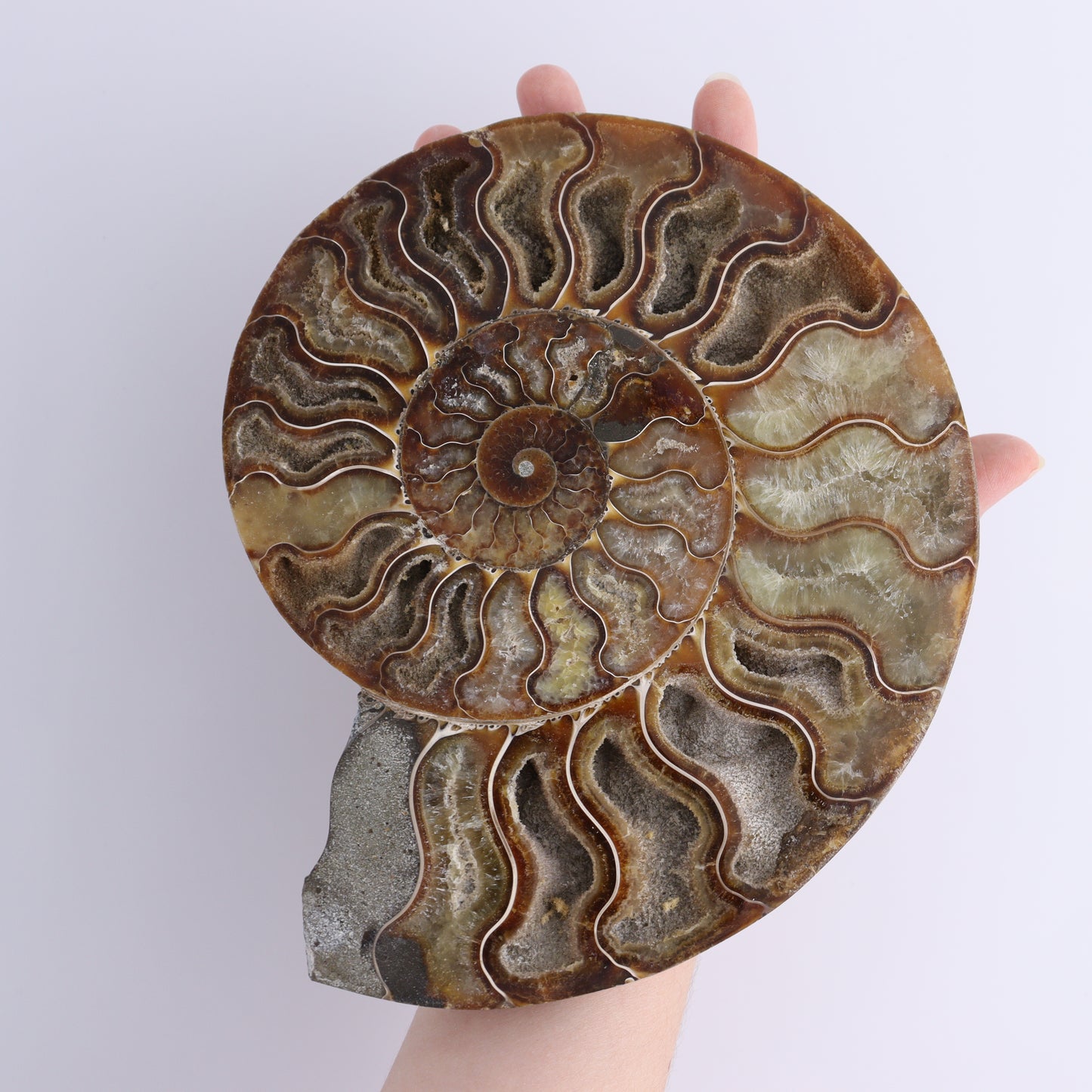 Ammonite Pair - Expert Wholesale and Supplier of Wholesale Crystals & Bulk Gemstones, ["Ammonite","Madagascar","shells"]