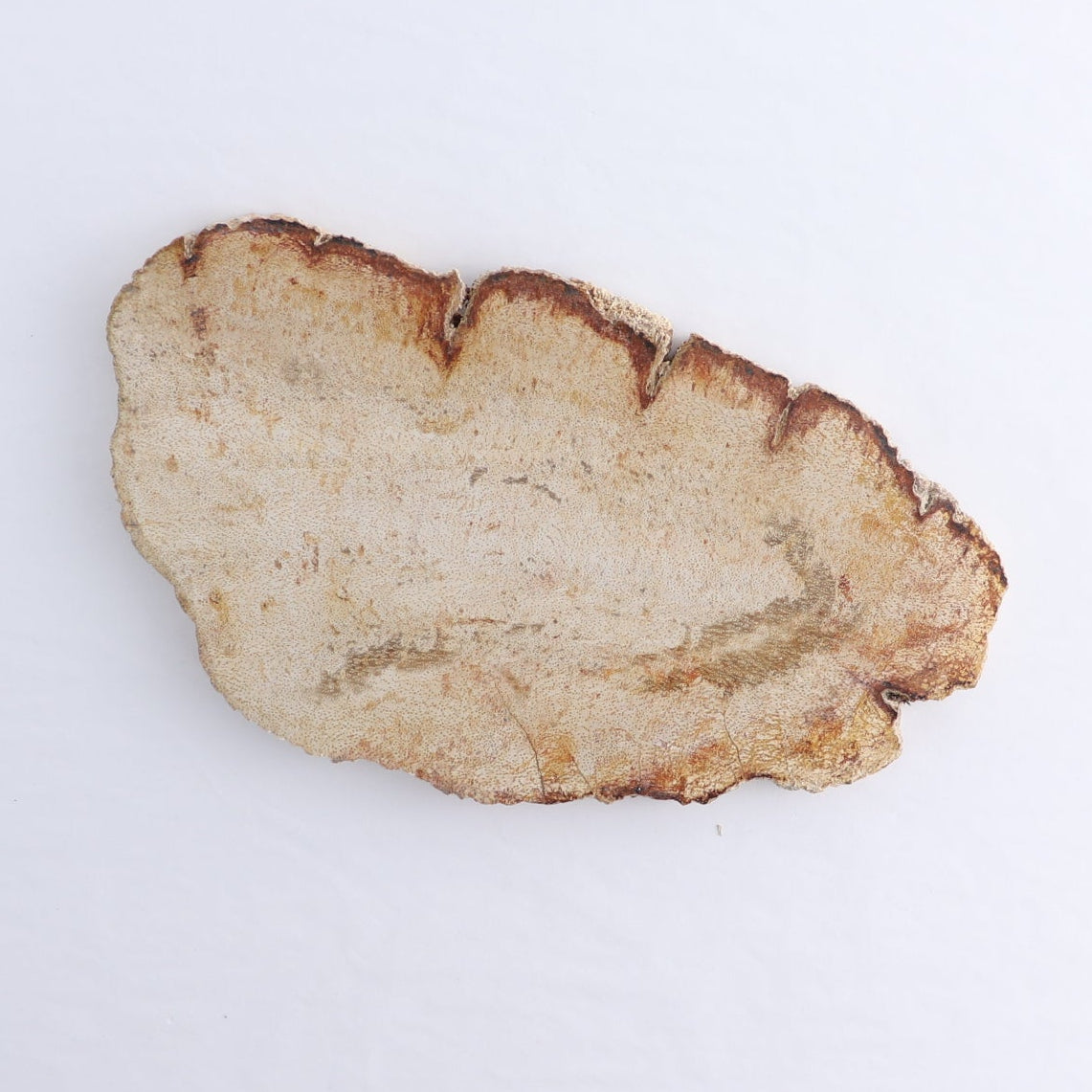 Petrified Wood Slices & Slabs Set of 4