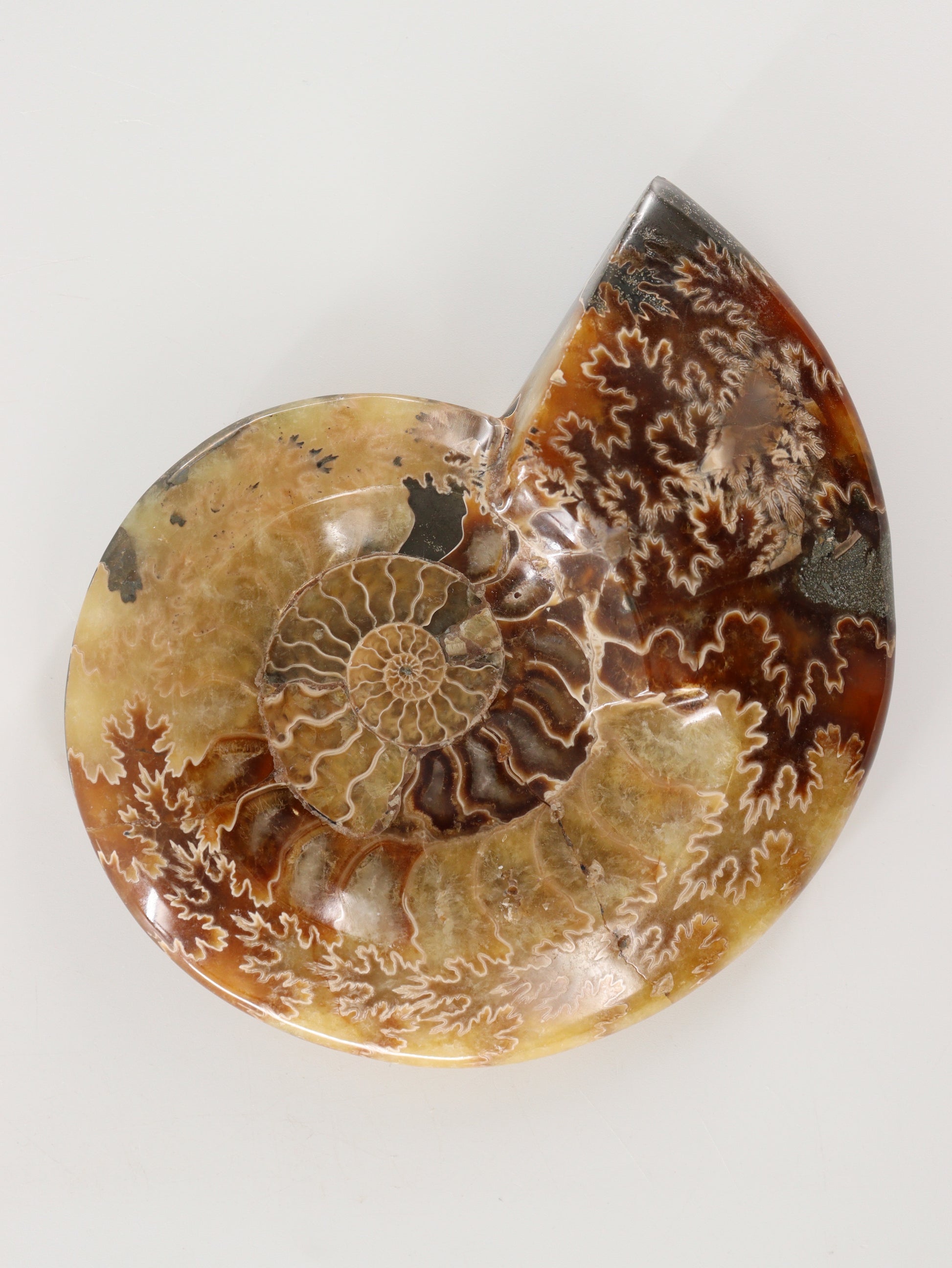 Ammonite Bowls Set of 2 - Expert Wholesale and Supplier of Wholesale Crystals & Bulk Gemstones, []