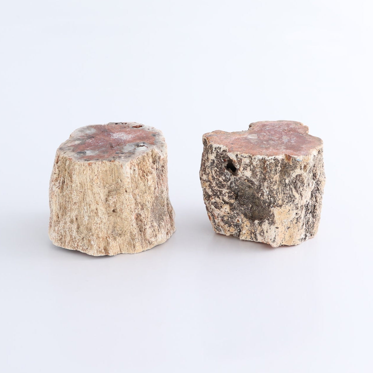 Petrified Wood Cut Bases Set of 8