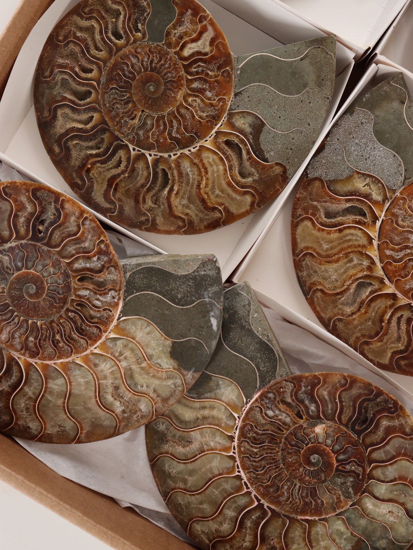 Ammonite Pairs Set of 4