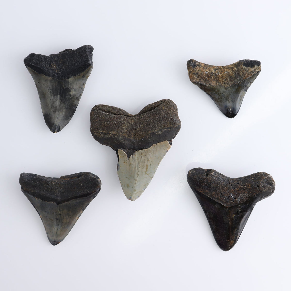 Megalodon Teeth Set of 5 - wholesale crystals
