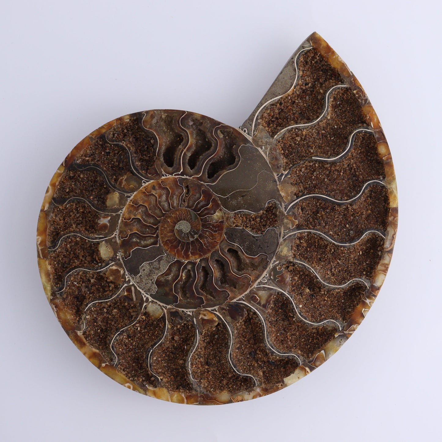 Ammonite Pair - Expert Wholesale and Supplier of Wholesale Crystals & Bulk Gemstones, ["Ammonite","Madagascar","shells"]