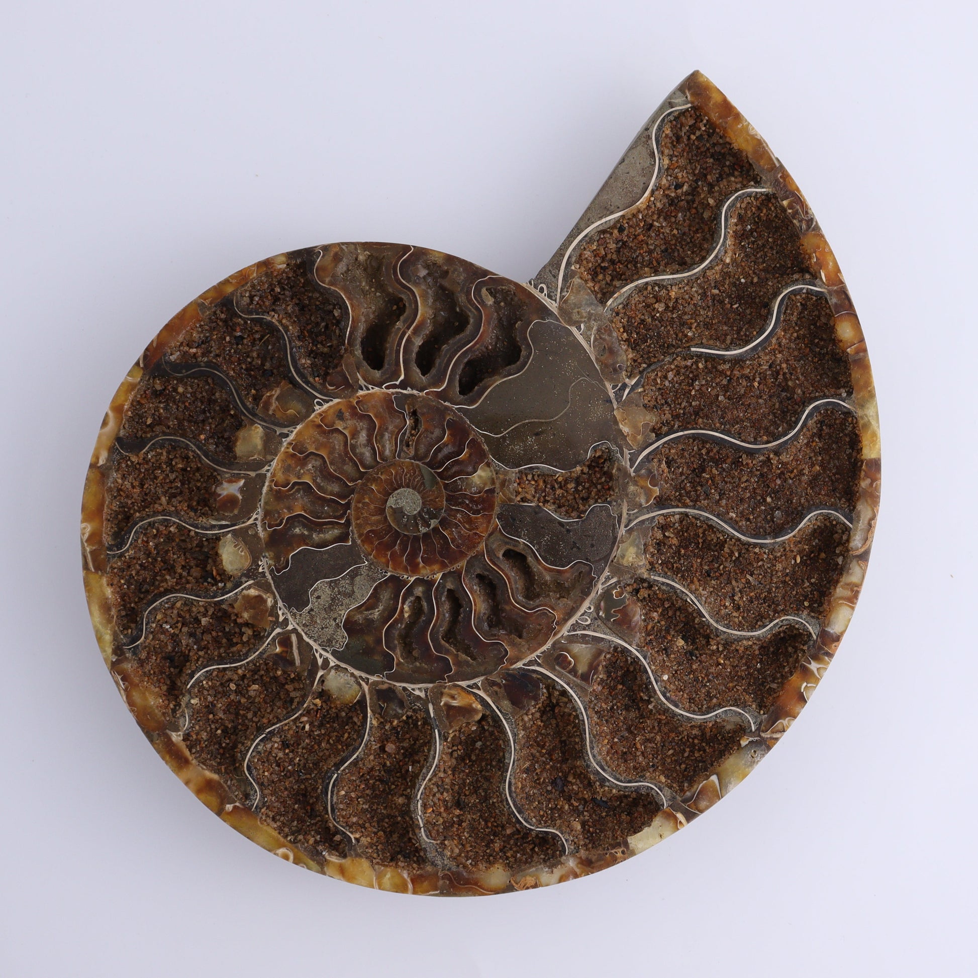 Ammonite Pair - Expert Wholesale and Supplier of Wholesale Crystals & Bulk Gemstones, ["Ammonite","Madagascar","shells"]