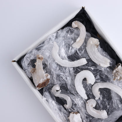 Rams Horn Selenite Set of 10 - Expert Wholesale and Supplier of Wholesale Crystals & Bulk Gemstones, ["Freeform","Freeforms","selenite"]