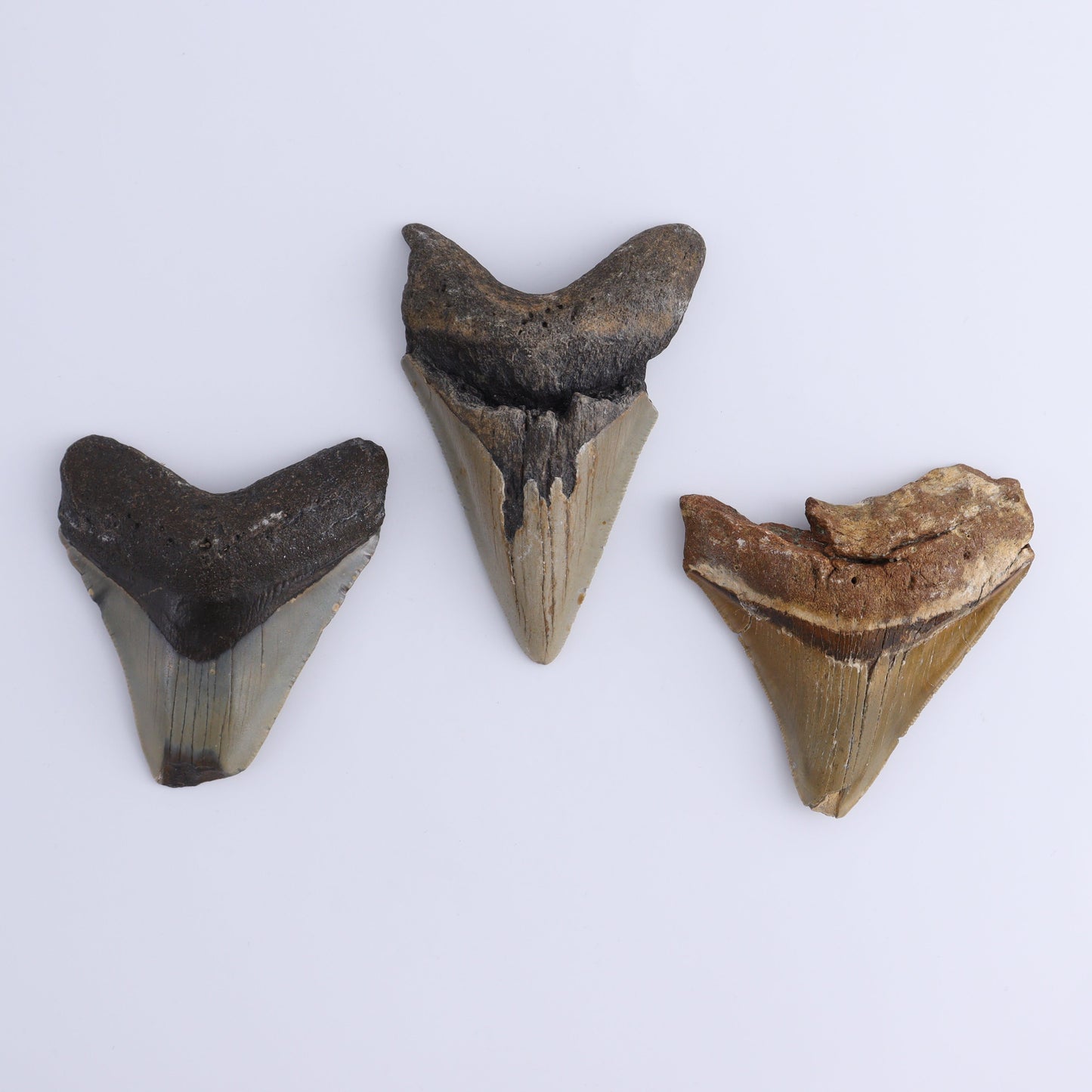 Megalodon Teeth Set of 3 - Expert Wholesale and Supplier of Wholesale Crystals & Bulk Gemstones, ["Megalodon Teeth","United States"]