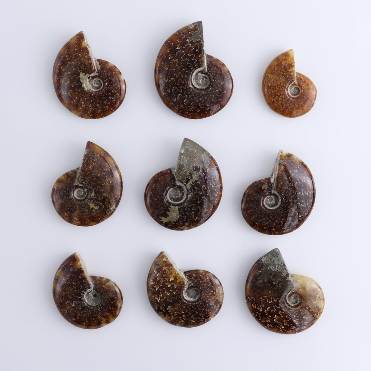 Ammonite Shells Set of 9