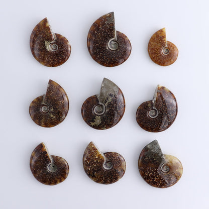 Ammonite Shells Set of 9
