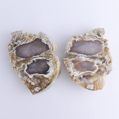 Agatized Coral Flat