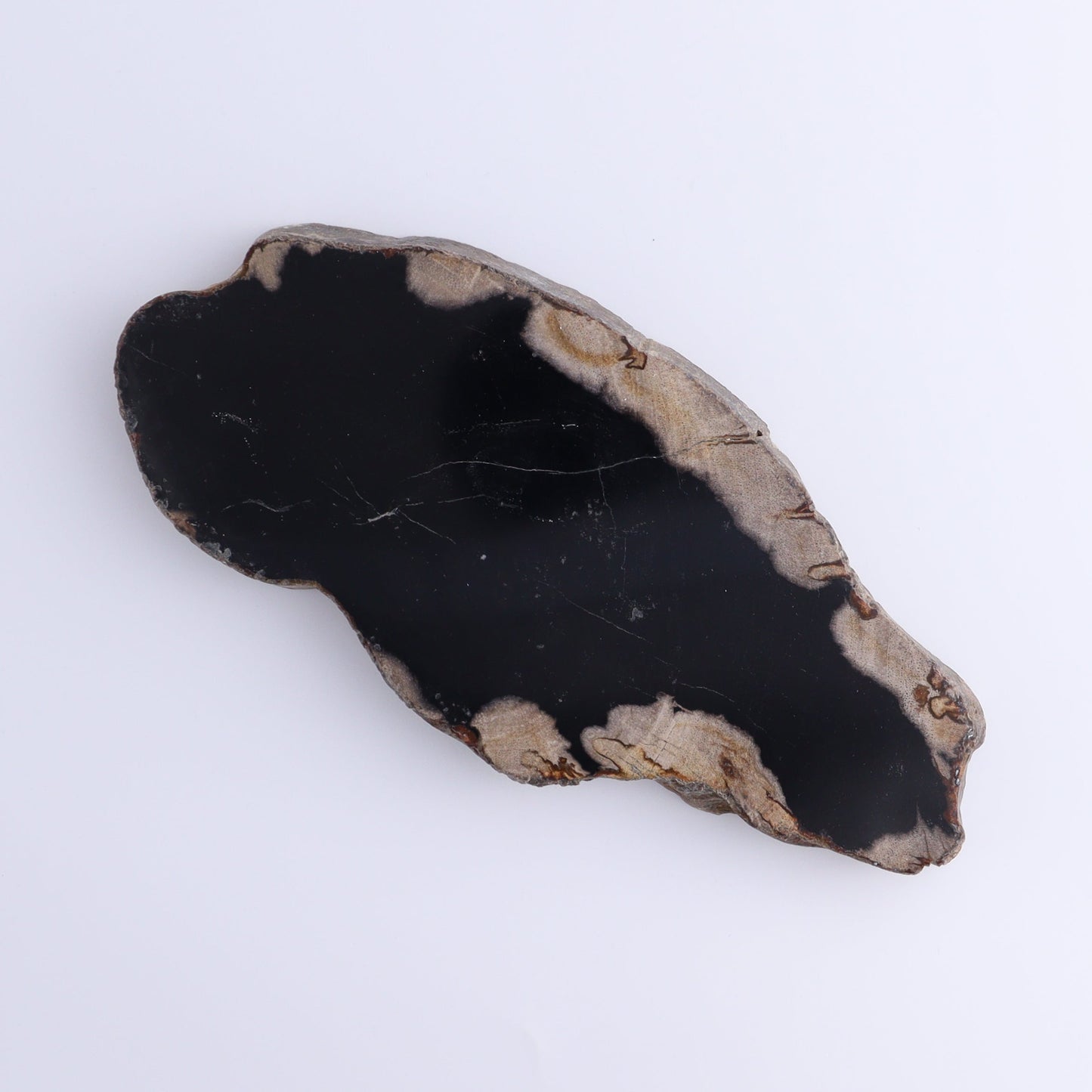 Petrified Wood Slices & Slabs Set of 4 - Expert Wholesale and Supplier of Wholesale Crystals & Bulk Gemstones, ["Freeforms","Indonesia","Petrified Wood","Slices and Slabs"]