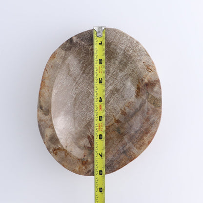 One Petrified Wood Brown Polished Bowl
