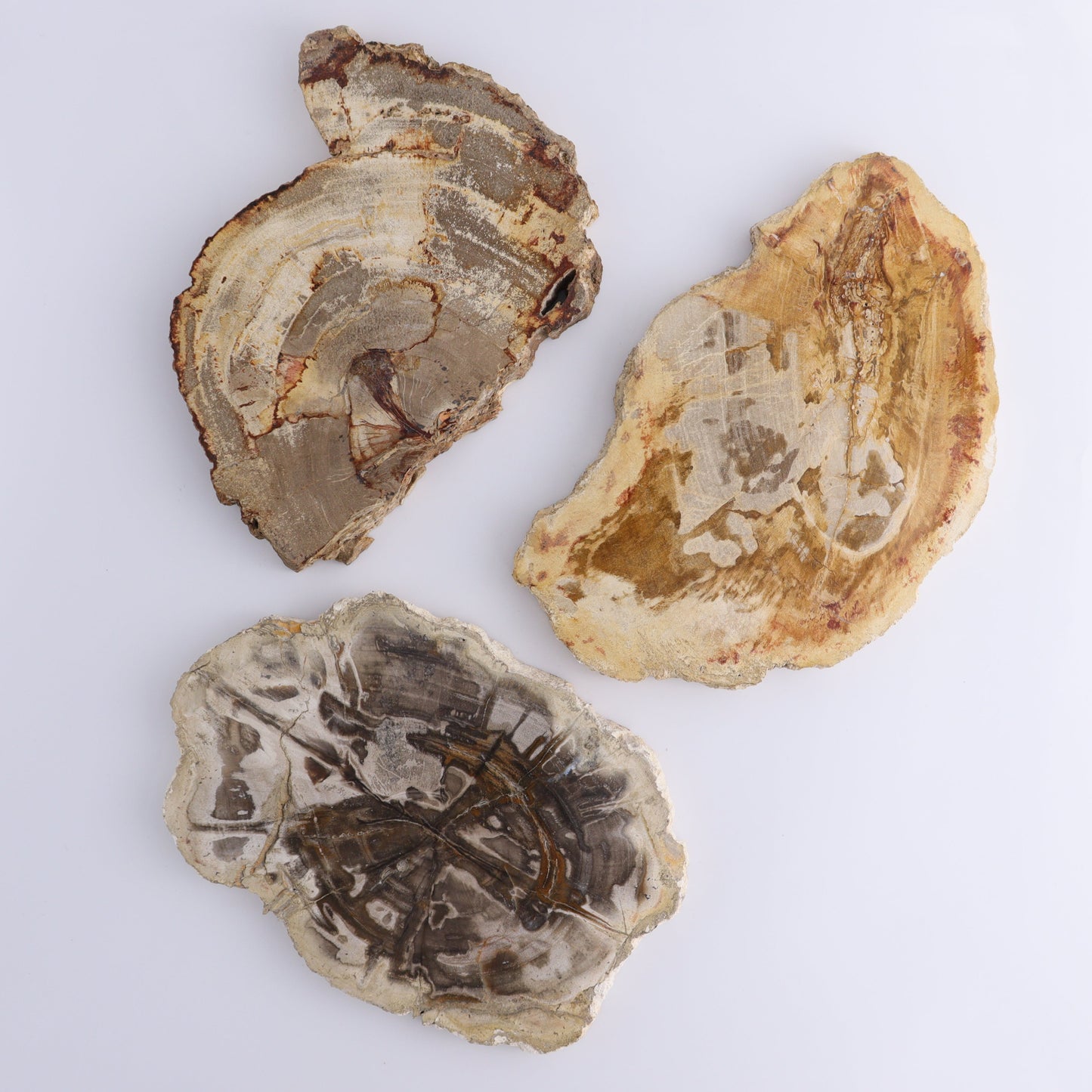 Petrified Wood Slices & Slabs Set of 3 - Expert Wholesale and Supplier of Wholesale Crystals & Bulk Gemstones, ["Freeforms","Indonesia","Petrified Wood","Slices and Slabs"]