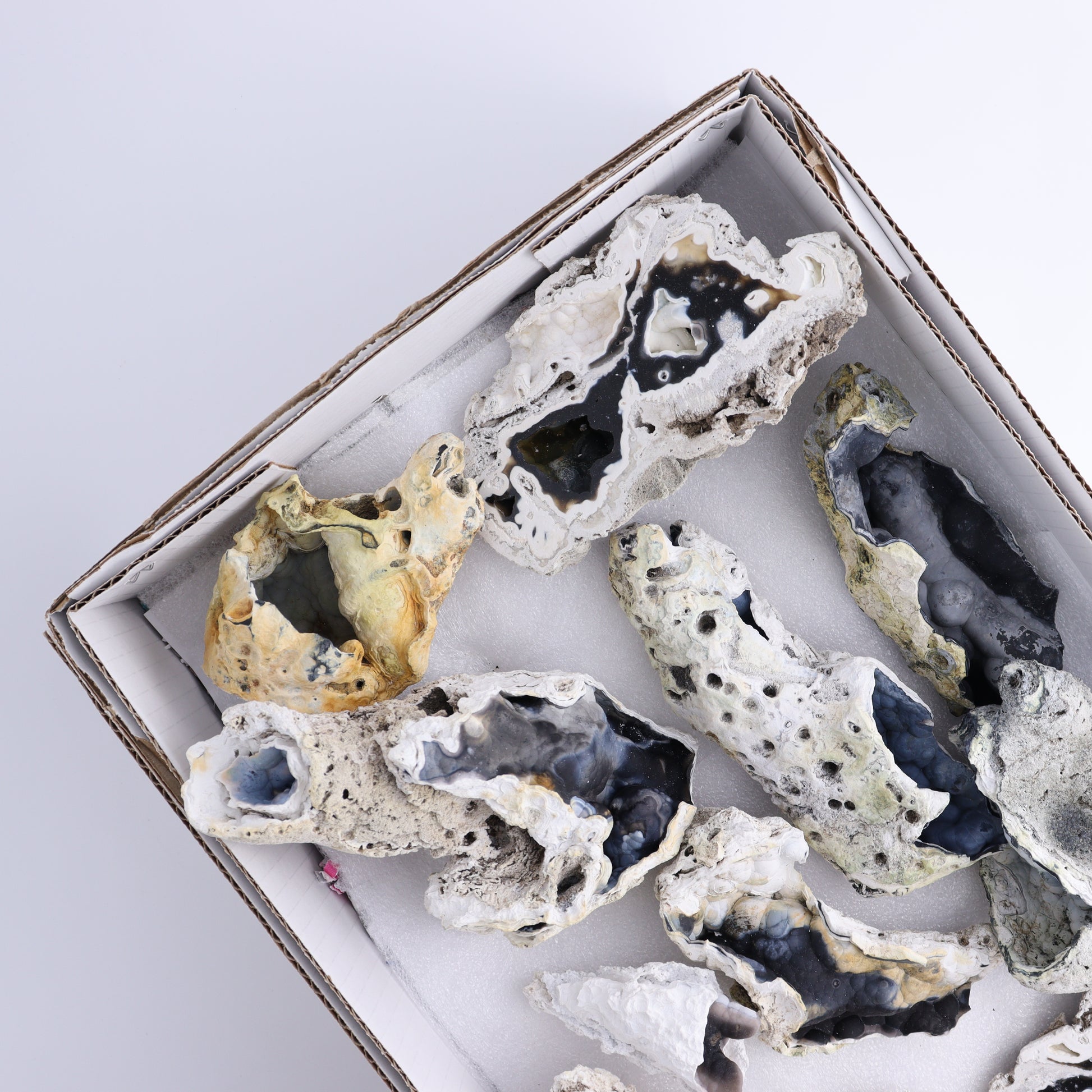 Agatized Coral Flat - Expert Wholesale and Supplier of Wholesale Crystals & Bulk Gemstones, ["Agate","Agatized Coral","Coral","United States"]