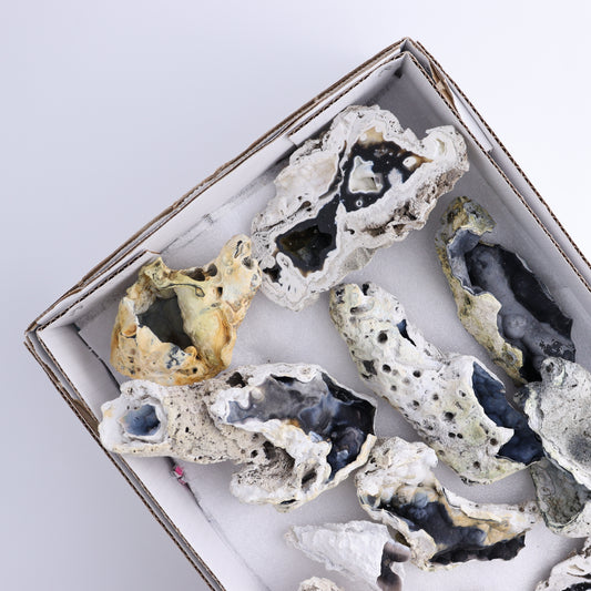 Agatized Coral Flat - Expert Wholesale and Supplier of Wholesale Crystals & Bulk Gemstones, ["Agate","Agatized Coral","Coral","United States"]