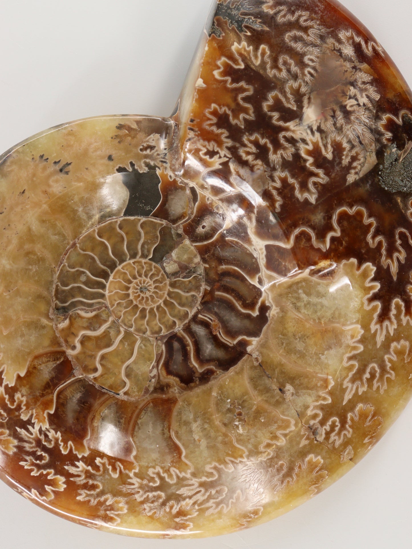 Ammonite Bowls Set of 2 - Expert Wholesale and Supplier of Wholesale Crystals & Bulk Gemstones, []