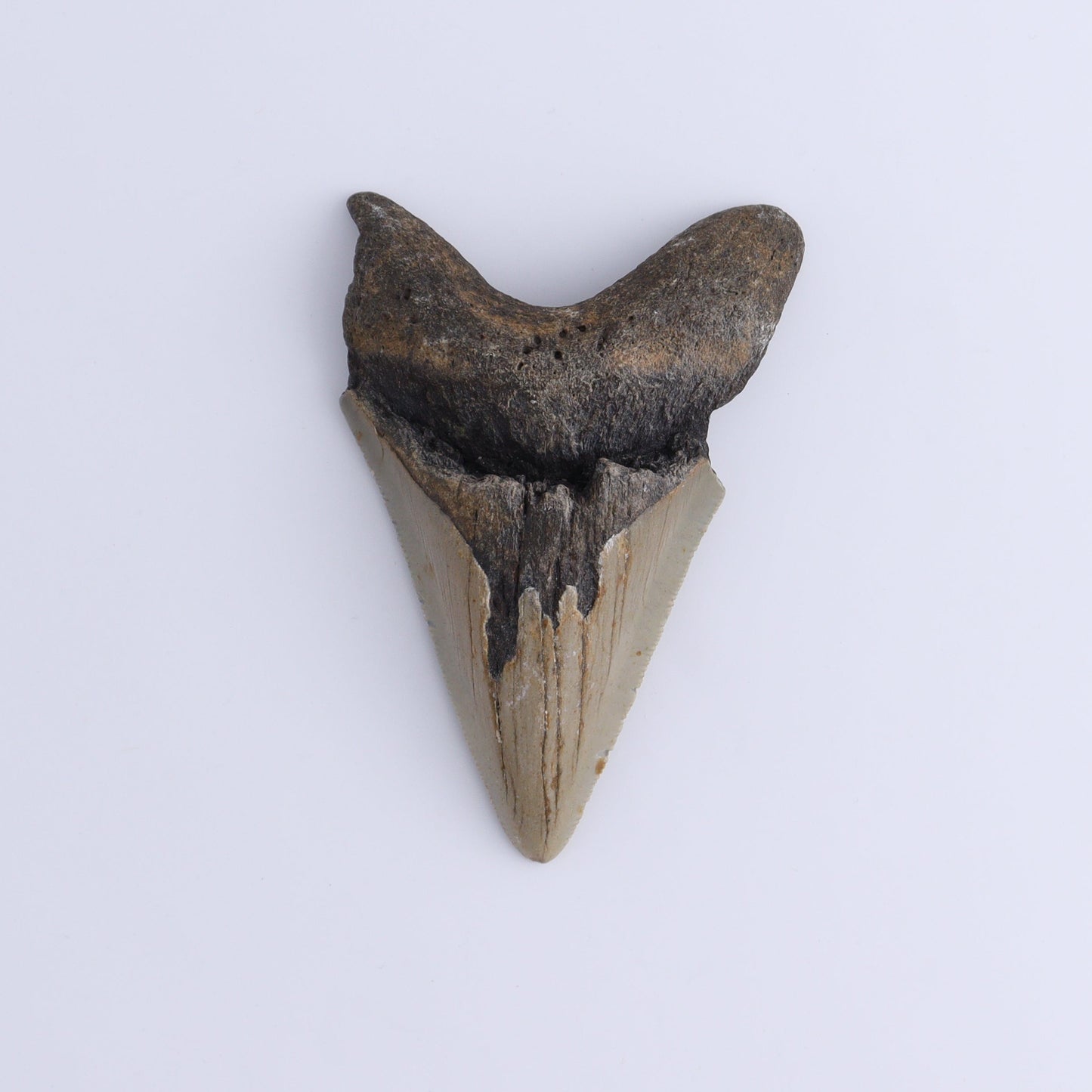 Megalodon Teeth Set of 3 - Expert Wholesale and Supplier of Wholesale Crystals & Bulk Gemstones, ["Megalodon Teeth","United States"]