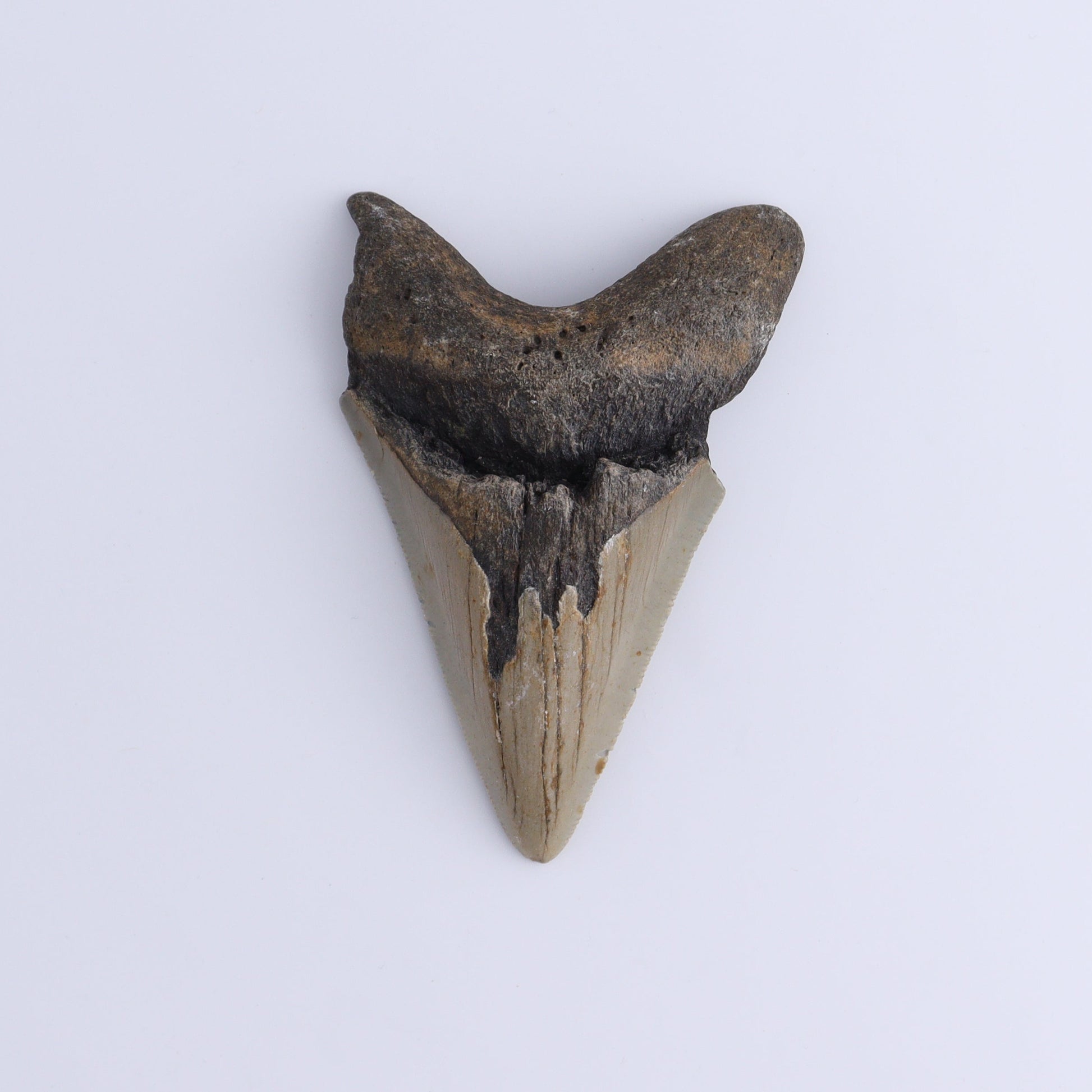 Megalodon Teeth Set of 3 - Expert Wholesale and Supplier of Wholesale Crystals & Bulk Gemstones, ["Megalodon Teeth","United States"]