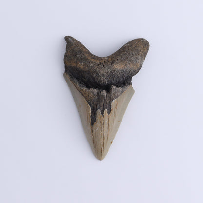 Megalodon Teeth Set of 3 - Expert Wholesale and Supplier of Wholesale Crystals & Bulk Gemstones, ["Megalodon Teeth","United States"]