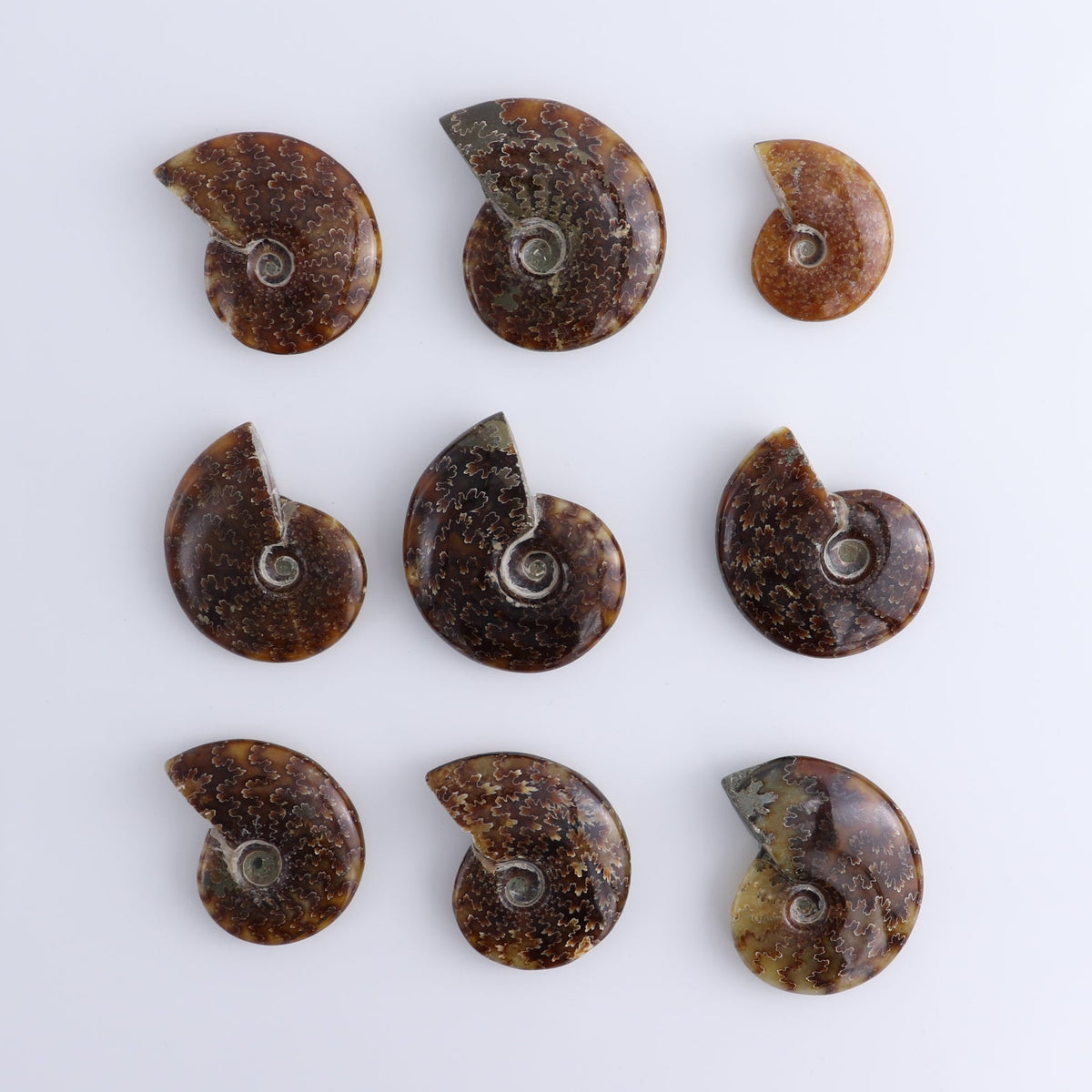 Ammonite Shells Set of 9