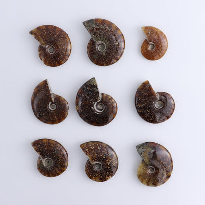 Ammonite Shells Set of 9