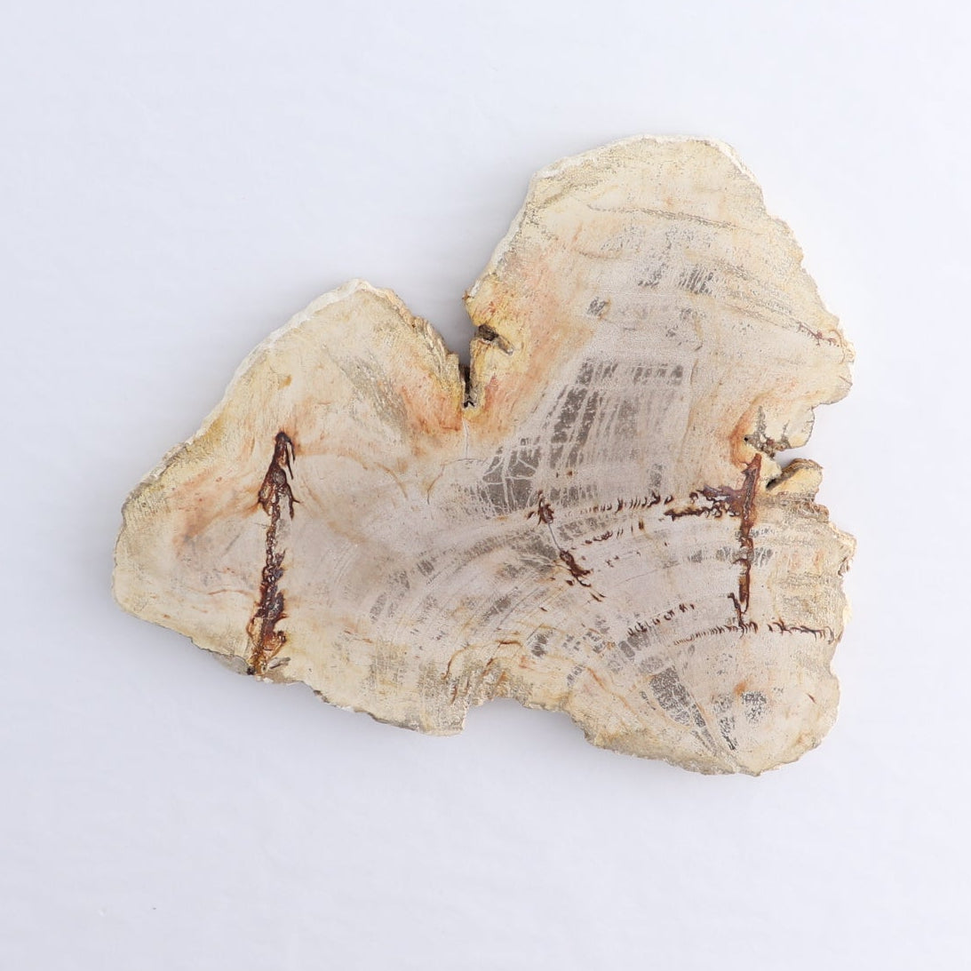 Petrified Wood Slices & Slabs Set of 4