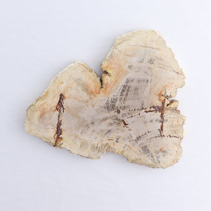 Petrified Wood Slices & Slabs Set of 4