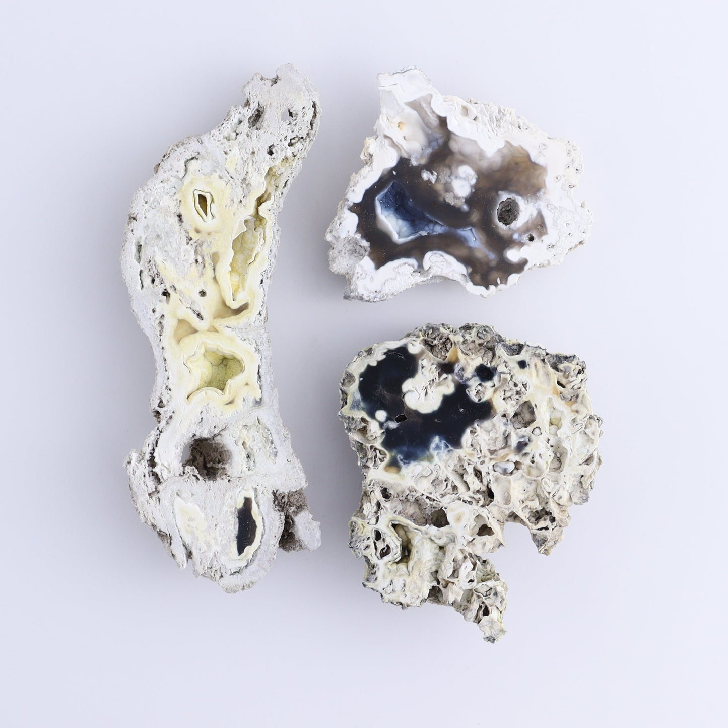 Agatized Coral Flat - Expert Wholesale and Supplier of Wholesale Crystals & Bulk Gemstones, ["Agate","Agatized Coral","Coral","United States"]