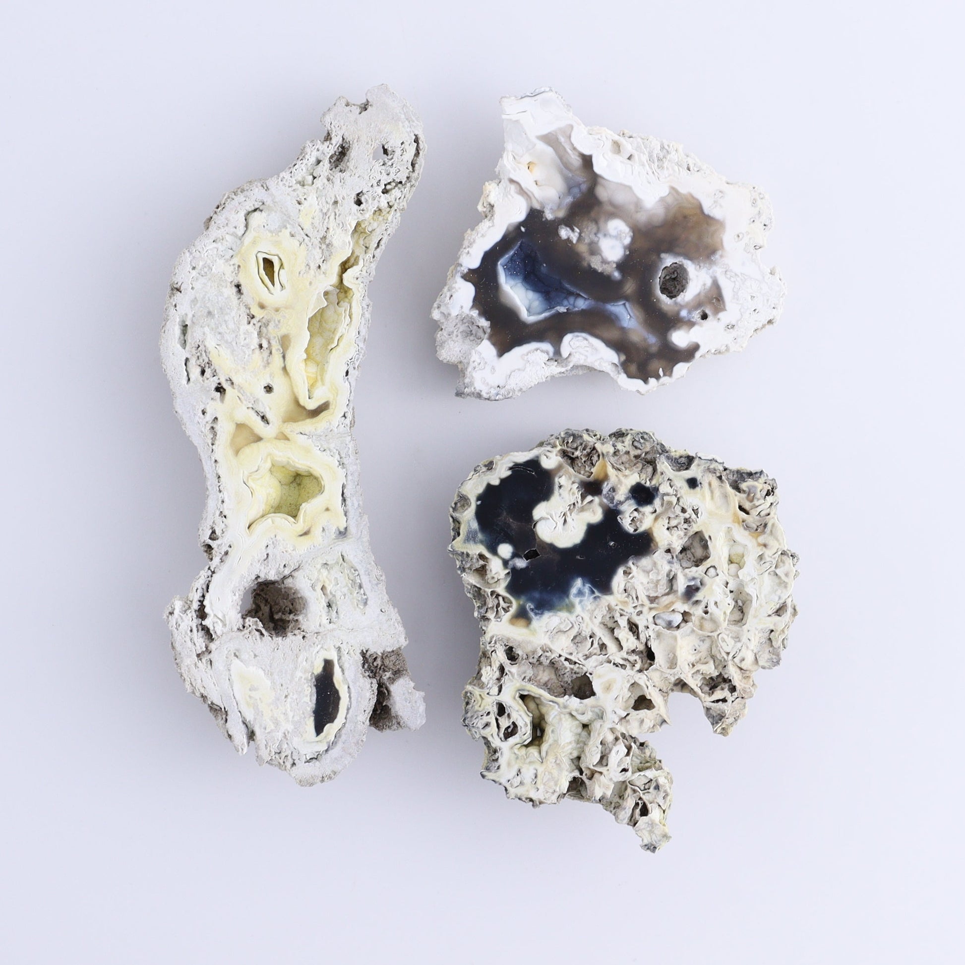 Agatized Coral Flat - Expert Wholesale and Supplier of Wholesale Crystals & Bulk Gemstones, ["Agate","Agatized Coral","Coral","United States"]