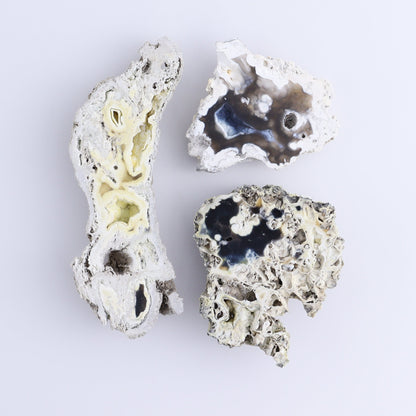 Agatized Coral Flat - Expert Wholesale and Supplier of Wholesale Crystals & Bulk Gemstones, ["Agate","Agatized Coral","Coral","United States"]