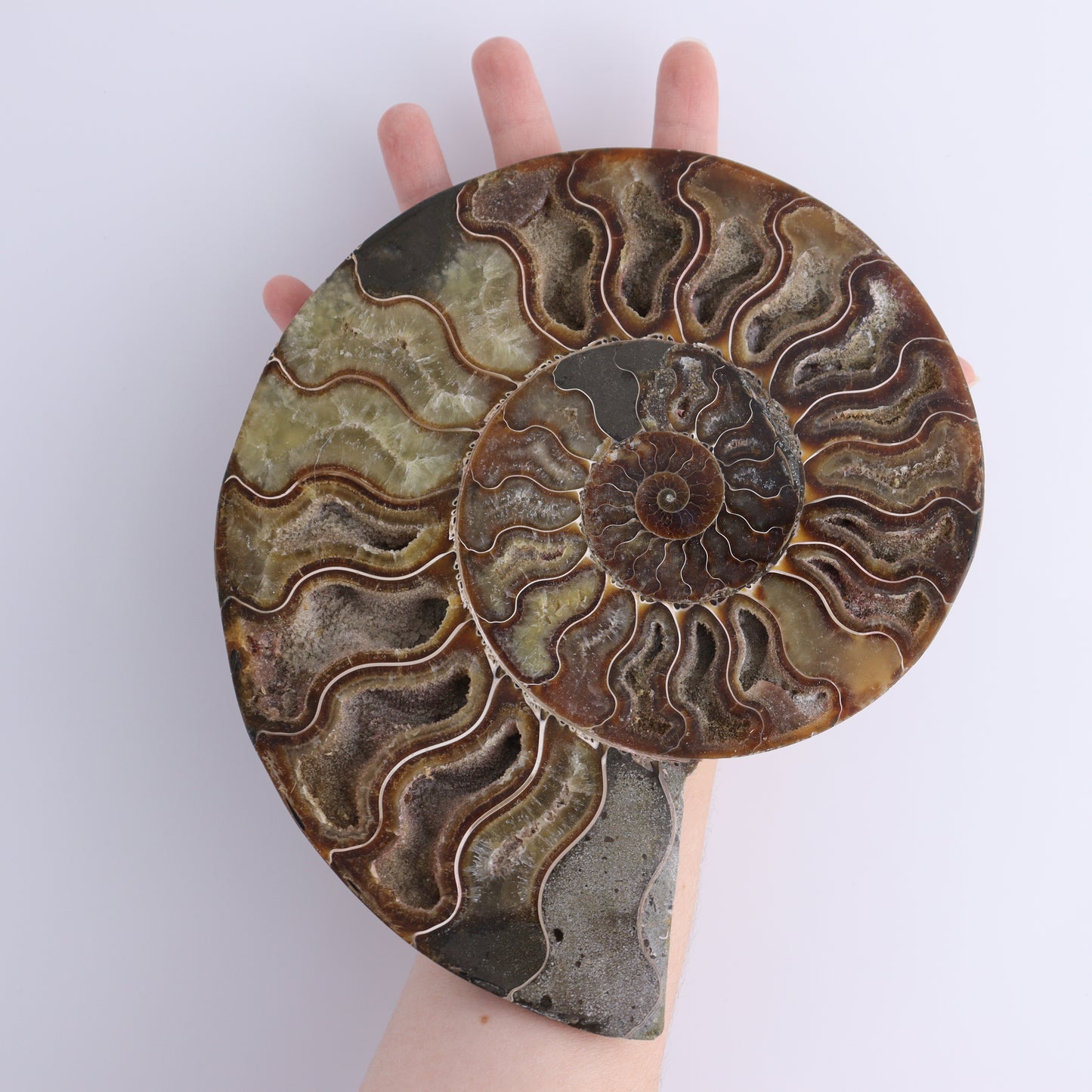 Ammonite Pair - Expert Wholesale and Supplier of Wholesale Crystals & Bulk Gemstones, ["Ammonite","Madagascar","shells"]