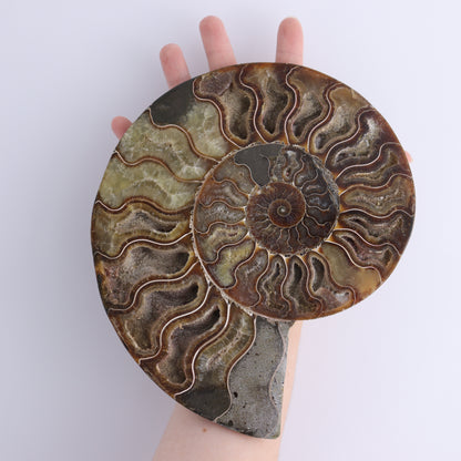 Ammonite Pair - Expert Wholesale and Supplier of Wholesale Crystals & Bulk Gemstones, ["Ammonite","Madagascar","shells"]