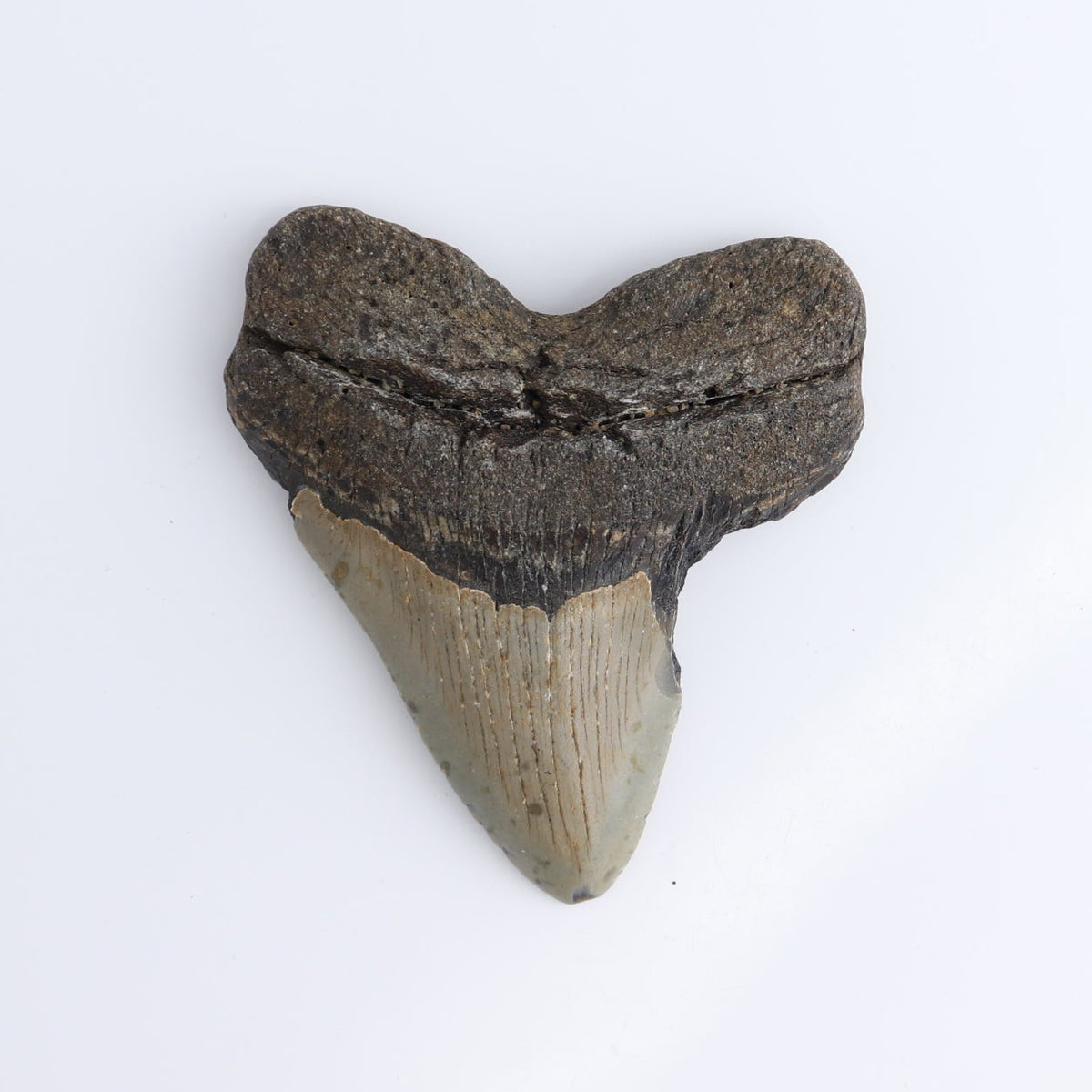 Megalodon Teeth Set of 5 - wholesale crystals