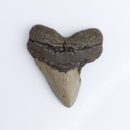 Megalodon Teeth Set of 5 - wholesale crystals