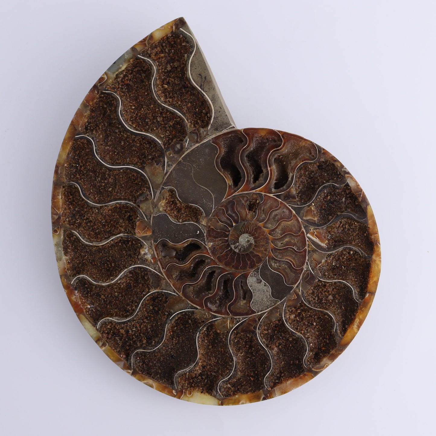 Ammonite Pair - Expert Wholesale and Supplier of Wholesale Crystals & Bulk Gemstones, ["Ammonite","Madagascar","shells"]