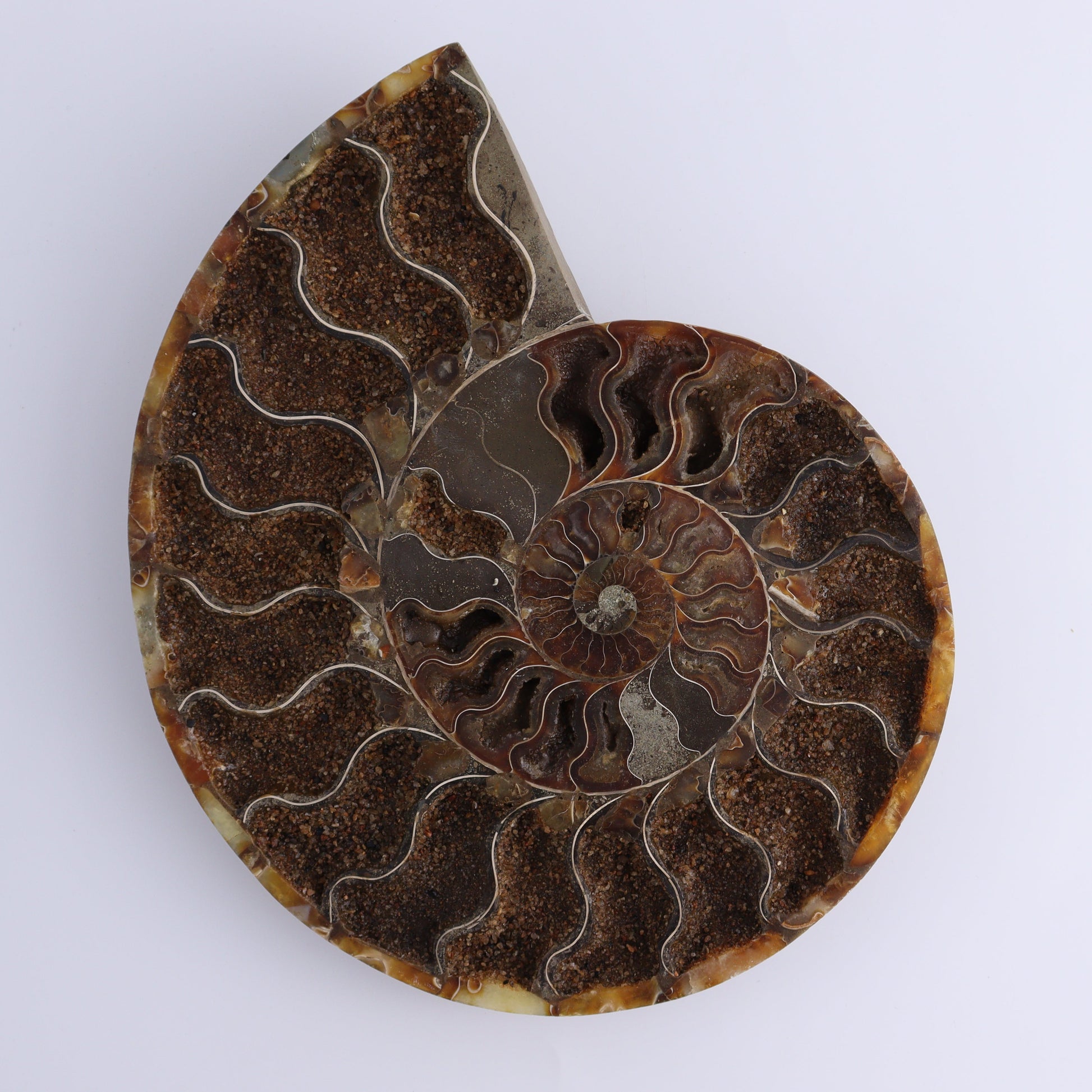 Ammonite Pair - Expert Wholesale and Supplier of Wholesale Crystals & Bulk Gemstones, ["Ammonite","Madagascar","shells"]