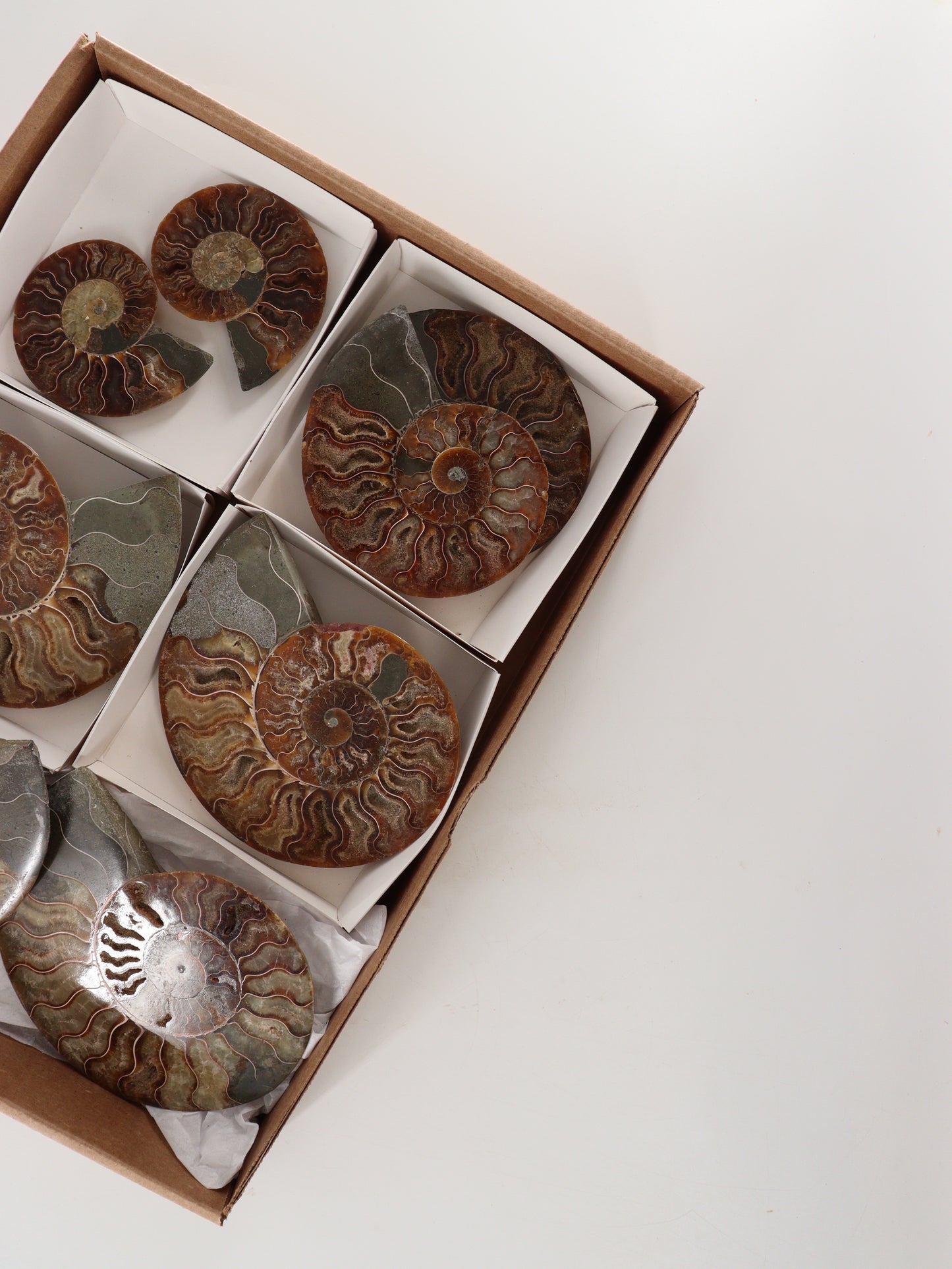 Ammonite Pairs Set of 4