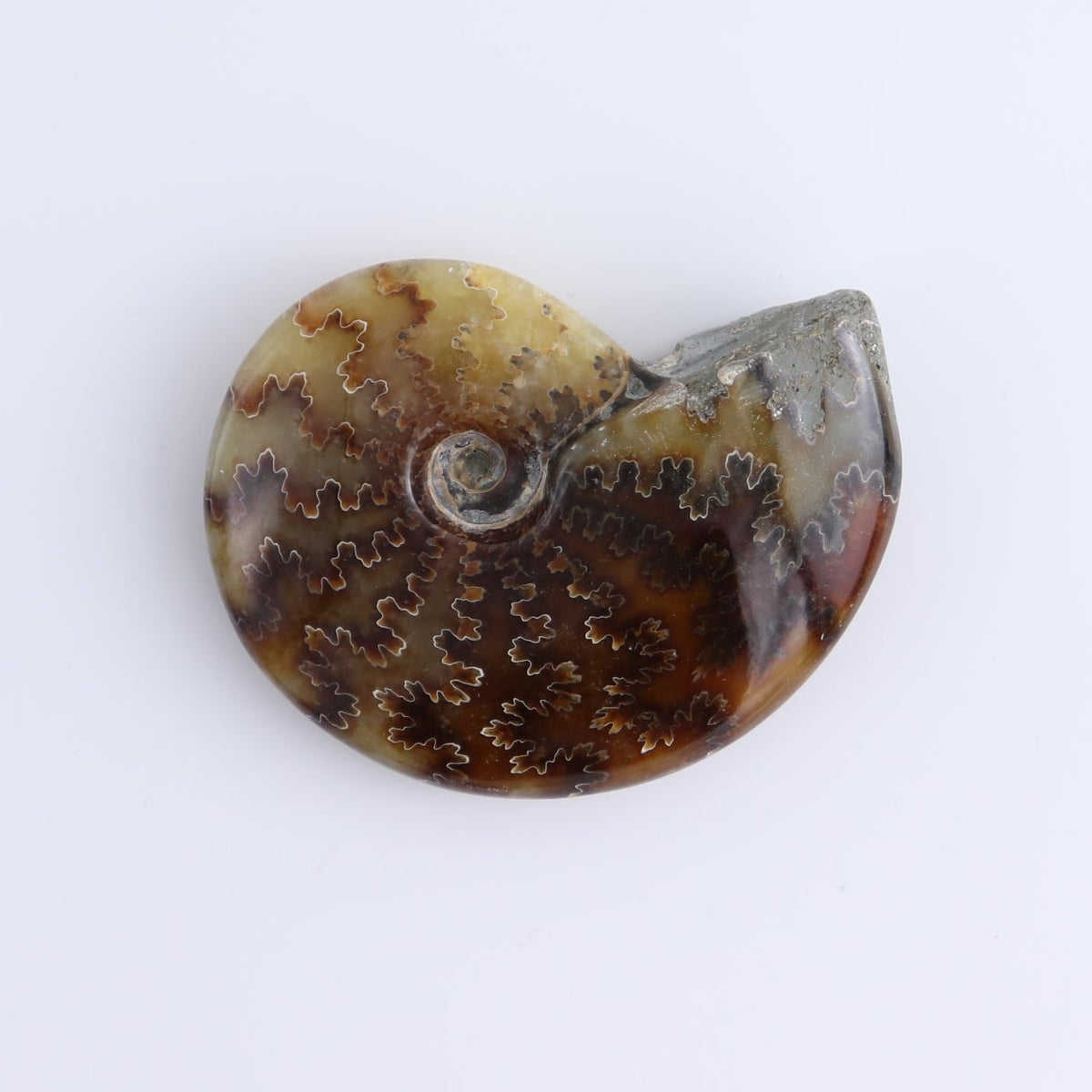 Ammonite Shells Set of 9