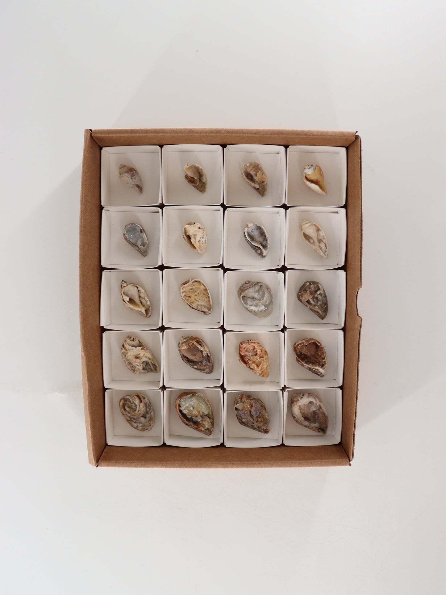 Fossil Shells Flat Set of 20 - Expert Wholesale and Supplier of Wholesale Crystals & Bulk Gemstones, []